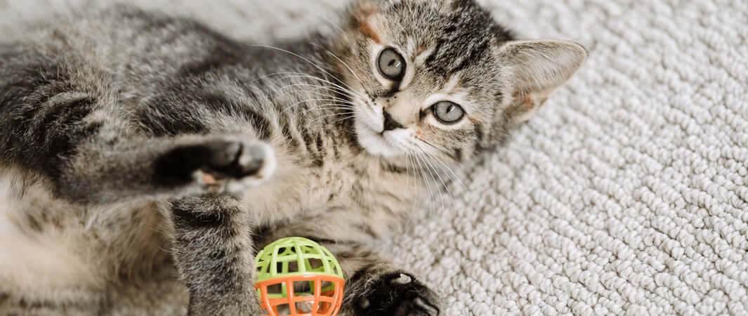 Pet Toy Safety - Kitten Enjoying a Safe Cat Toy - The Pets Larder Natural Pet Shop 