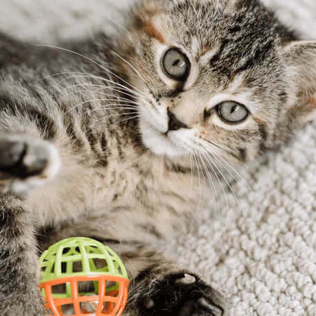 Pet Toy Safety - Kitten Enjoying a Safe Cat Toy - The Pets Larder Natural Pet Shop 