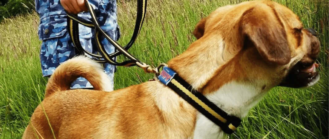Our Top 4 Best Dog Leads - Dog on His Lead.