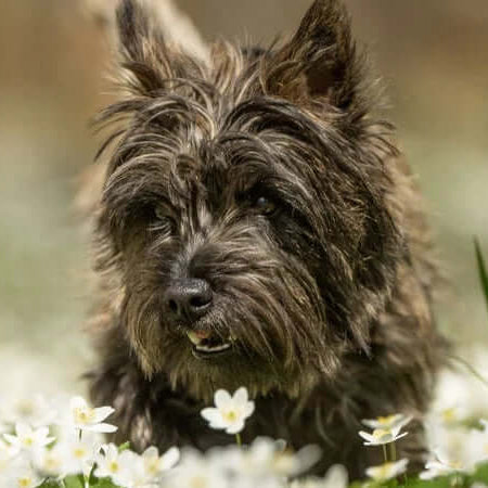 Springtime Preparations for Your Dogs - Dog In Field of Spring Flowers