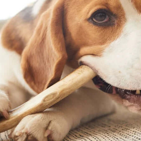 The Longest Lasting All-Natural Dog Chews - The Pets Larder A Natural Pet Shop 