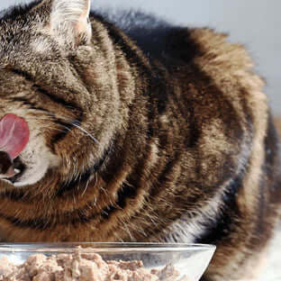 Natural Grain Free Cat Foods - The Pets Larder Natural Pet Shop 