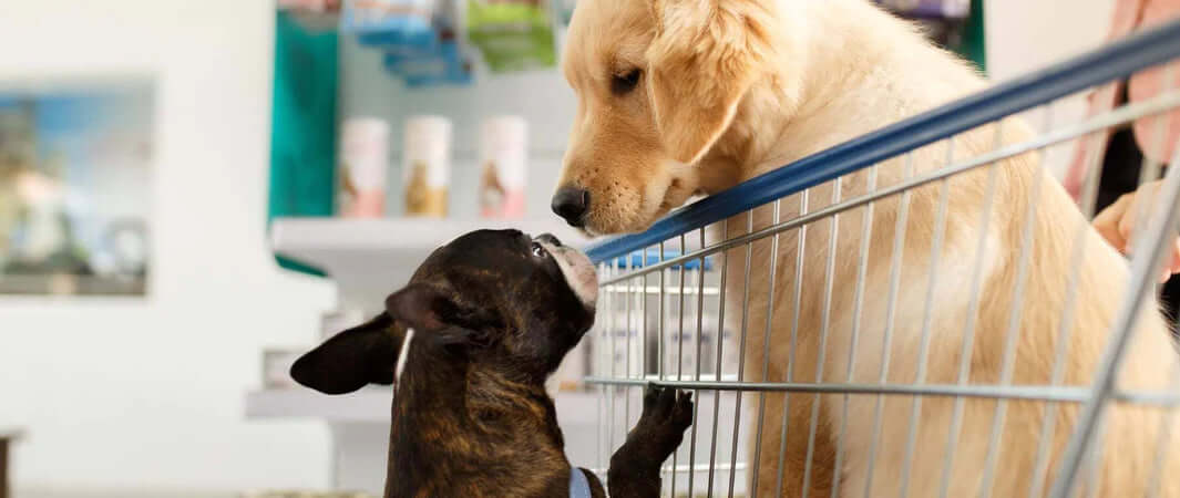 Black Friday vs Green Friday 2022: An Animal Lovers Guide - Dogs In and Around a Shopping Trolley On Green Friday - The Pets Larder A Natural Pet Shop 