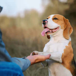 Train Your Dog Month 2022 - The Pets Larder Natural Pet Shop 