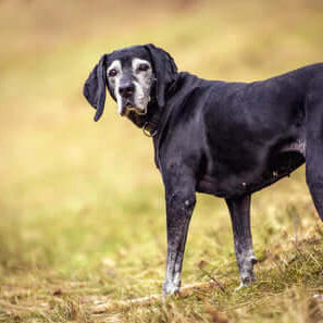 Supporting your Senior Dogs During Cold Weather - The Pets Larder A Natural Pet Shop 