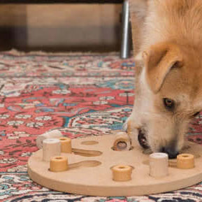 Dog Food Games for Healthier Hounds - The Pets Larder A Natural Pet Shop 