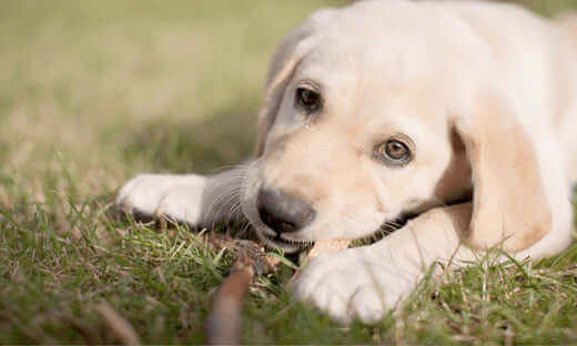 Best Natural Chews For Puppies - The Pets Larder Natural Pet Shop 