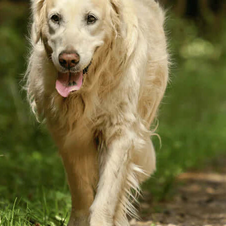 Caring for Golden Oldies, Senior Dog Care - The Pets Larder Natural Pet Shop 