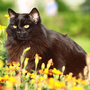Skin & Coat Care For Cats - The Pets Larder Natural Pet Shop 