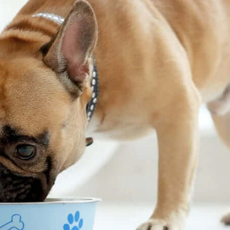 A Few of the Best All-Natural Canned Dog Foods in the UK - The Pets Larder A Natural Pet Shop 