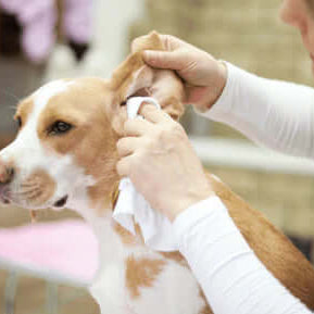 Ear Infections in Dogs: Causes, Symptoms and Prevention - The Pets Larder Natural Pet Shop 