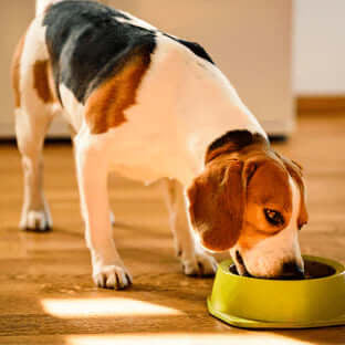 Pet Food Allergy: How to Spot the Signs - The Pets Larder Natural Pet Shop 