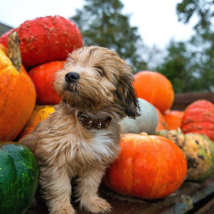 Halloween Pet Safety - Cute Dog in a Pumpkin Patch - The Pets Larder Natural Pet Shop 