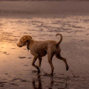 Dog Walking and Safety in the Dark - The Pets Larder Natural Pet Shop 