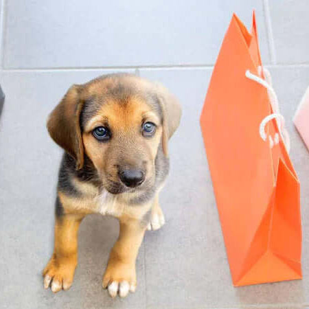 Our Super Sale Section for Pet Owners on a Budget - The Pets Larder A Natural Pet Shop 