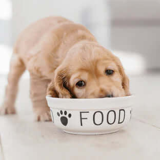 The Differences in Puppy Foods