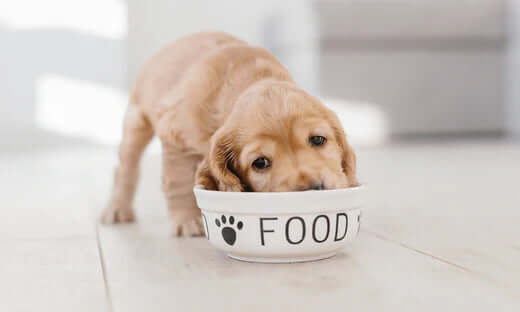 The Differences in Puppy Foods
