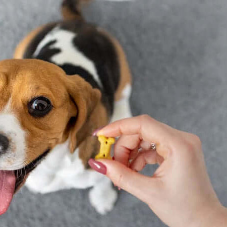 Choosing The Best Dog Treats for Training - The Pets Larder A Natural Pet Shop 