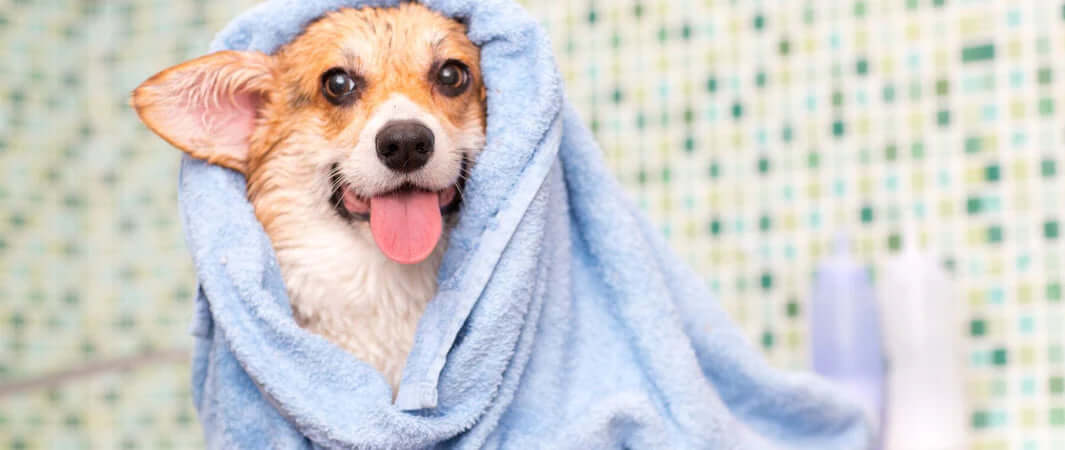 Blue hooded towel for drying wet dogs, aiding in smelling fresh