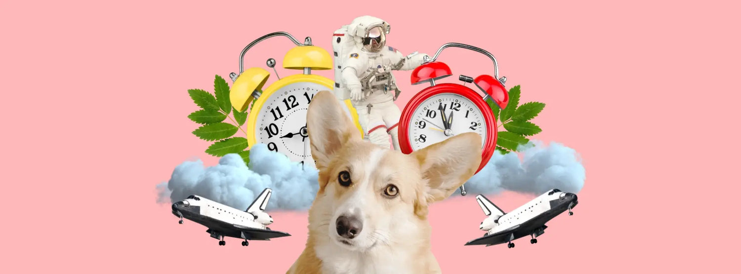Red alarm clock with white numbers, timing mind-blowing facts about dogs.