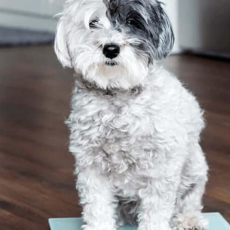 Are you Overfeeding your Dog? - Dog With its Natural Dog food in Bowl - The Pets Larder Natural Pet Shop 