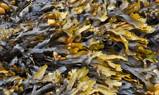 Natural brown and yellow kelp seaweed texture for dental health and plaque removal