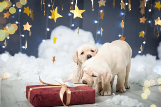 Red gift box with white ribbon for BarkBox dog subscription