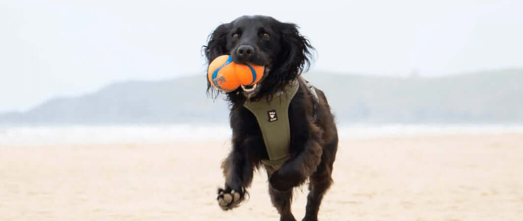 Walk Your Dog Month 2022 - Dog Playing on the Beach - The Pets Larder Natural Pet Shop 