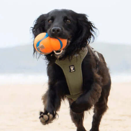 Walk Your Dog Month 2022 - Dog Playing on the Beach - The Pets Larder Natural Pet Shop 