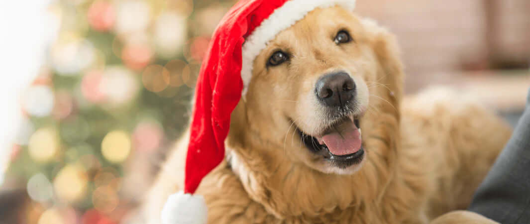 Dog with Christmas Hat On - The Pets Larder Natural Pet Shop 