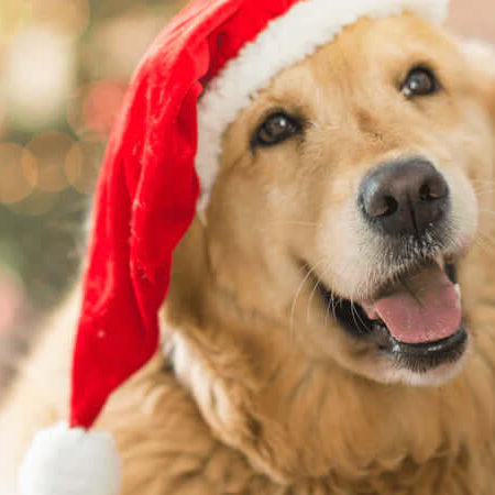 Dog with Christmas Hat On - The Pets Larder Natural Pet Shop 