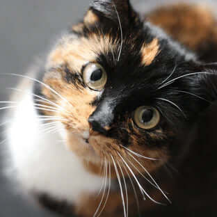 Cat Diabetes - The Lowdown - The Pets Larder Natural Pet Shop 