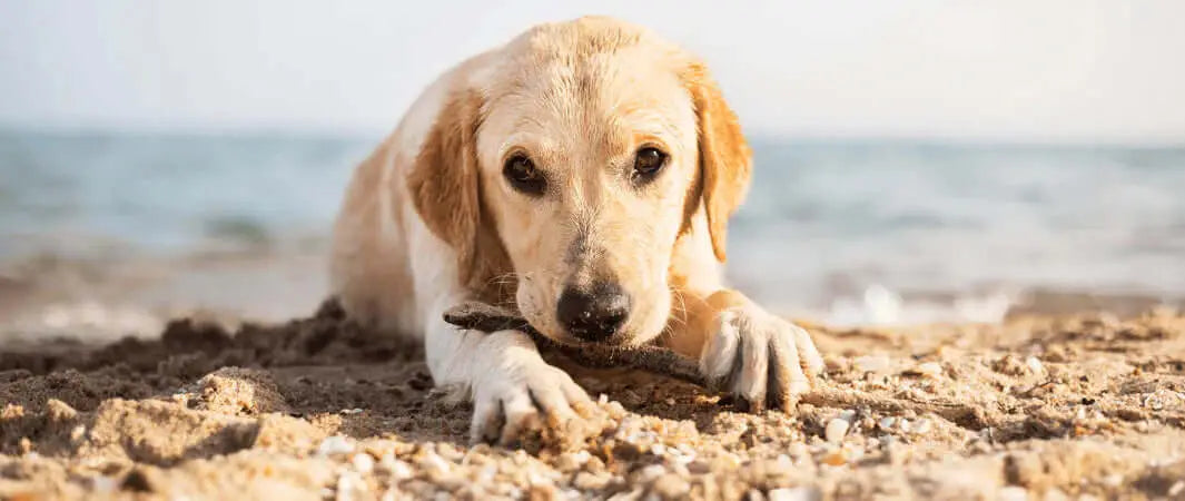 Golden retriever chew toy on beach sand for dog beach trip essentials