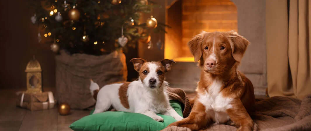 A Nightmare Before Christmas: Decorations and Your Dogs - Two Dogs In Front of Festive Fireplace