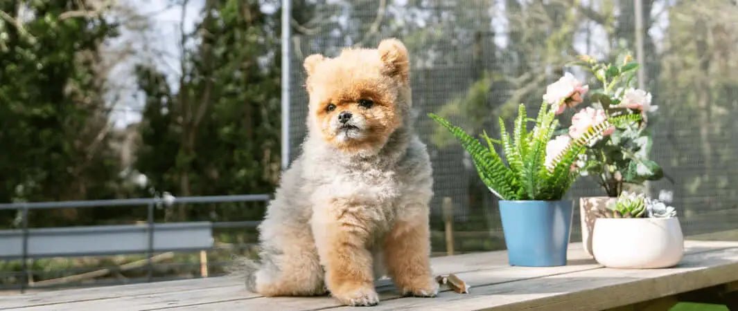 Fluffy small breed dog sitting on wooden bench