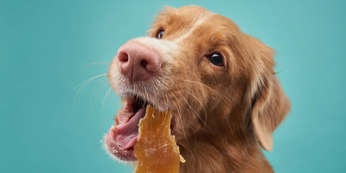 Best Alternative Rawhide Dog Chews The Pet s Larder