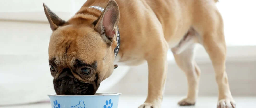 Blue paw print ceramic dog bowl with white paws design for canned dog foods