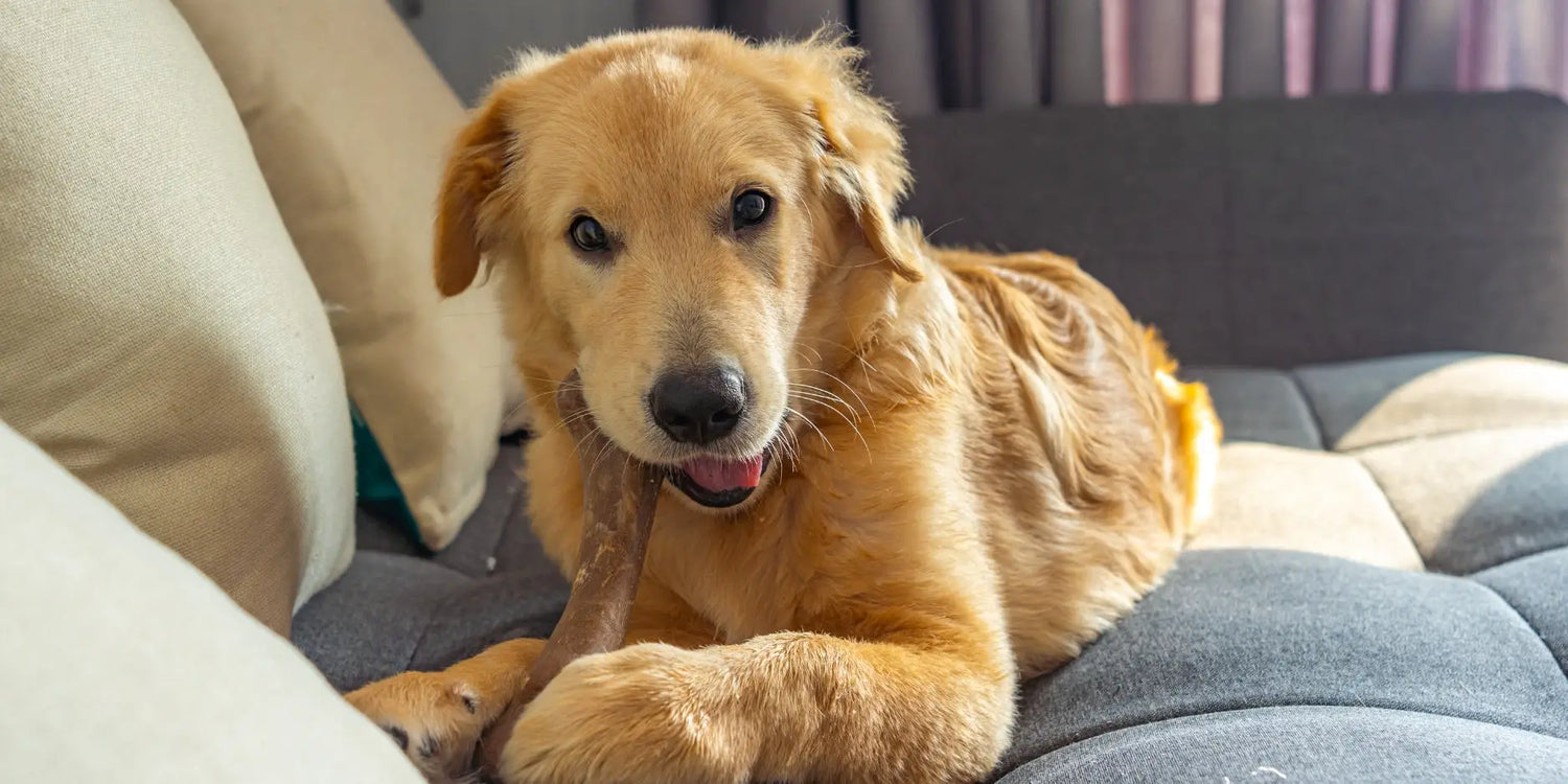 Golden retriever plush toy with soft fur for puppy comfort and natural chews