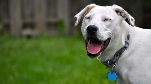 White dog in Christmas cracker jokes with blue collar, black leash