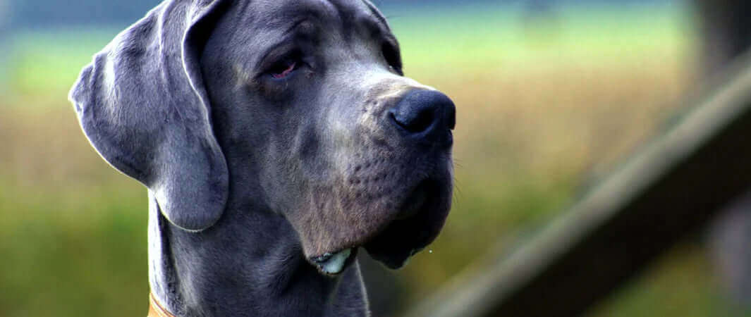 Black Great Dane dog collar for large breed dogs