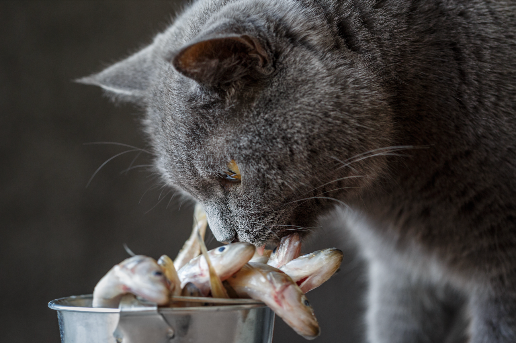 Best Cat Food 2025: Why Natural Choices Like Evie, Canagan, Carnilove & Eden Top the List
