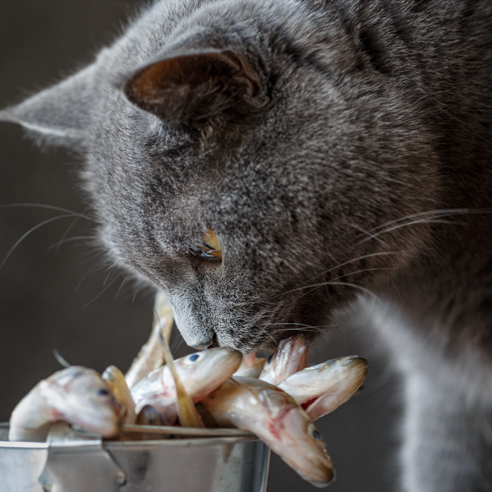 Best Cat Food 2025: Why Natural Choices Like Evie, Canagan, Carnilove & Eden Top the List