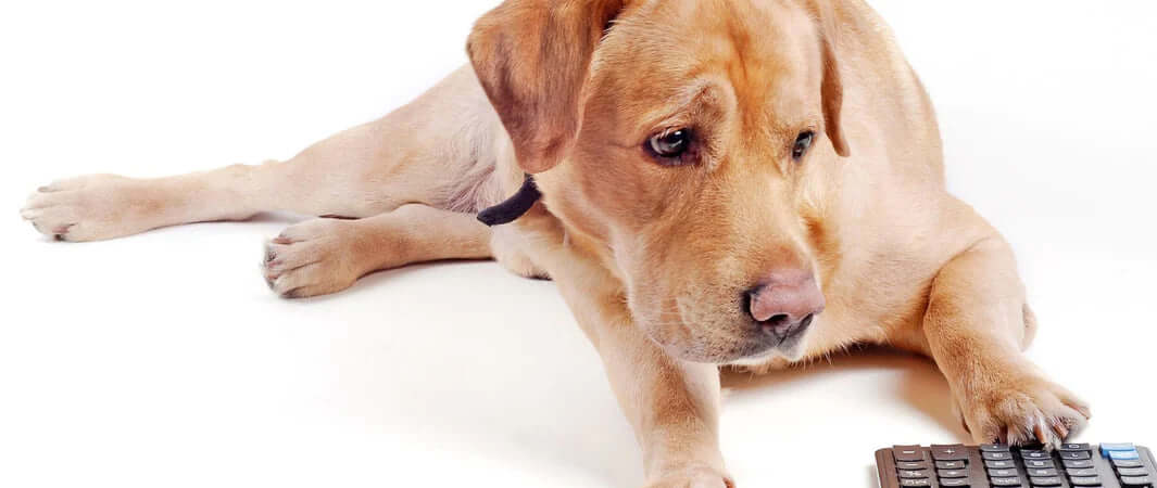 Black keyboard with white keys and silver accents for saving money on dry dog food portions