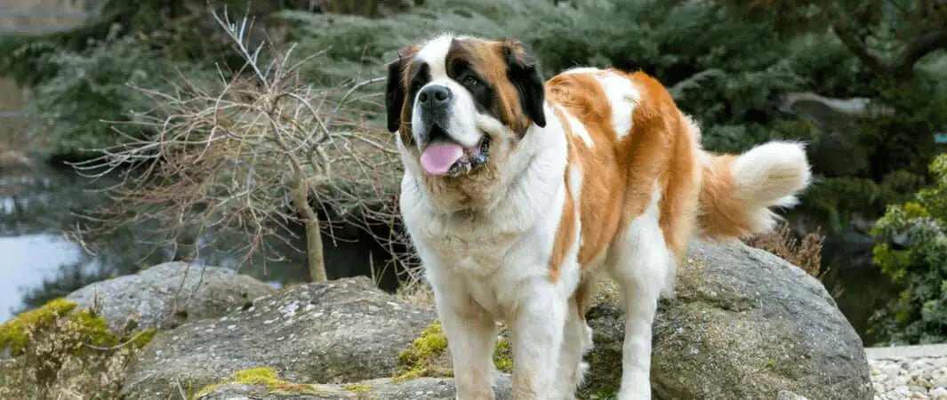 St. in Fabulous Foods and Tasty Treats for Large Breed Dogs article