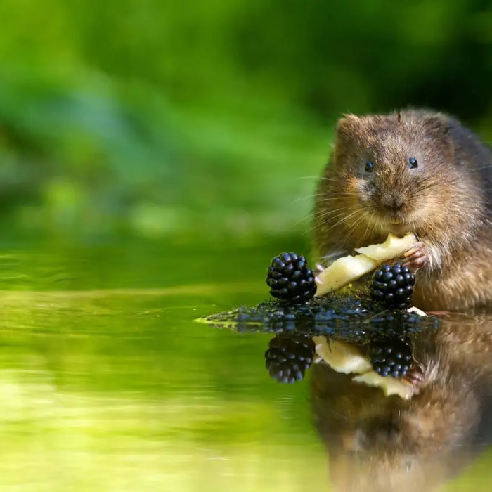 Caring For Our Cornish Wildlife This Summer - The Pets Larder Natural Pet Shop 