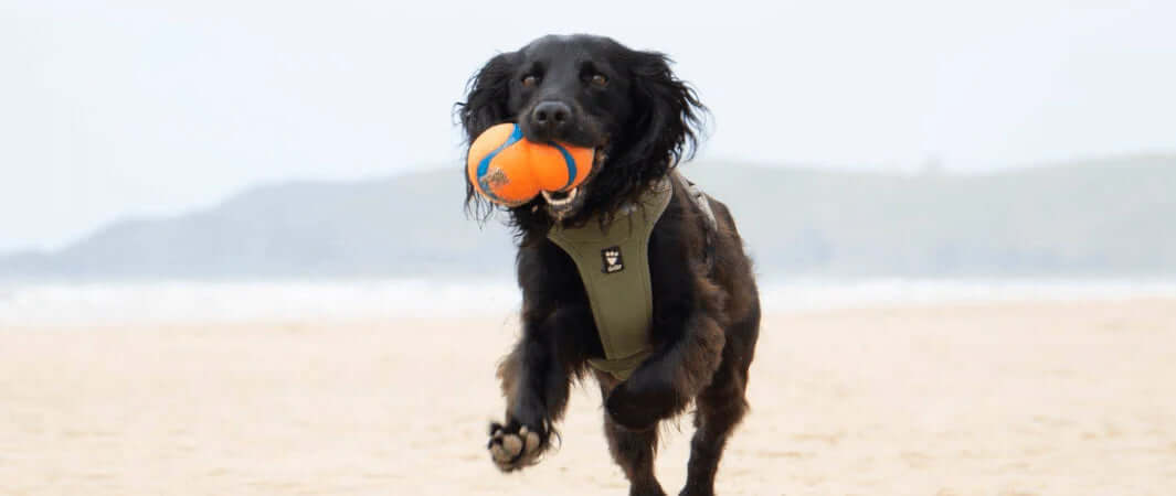 Durable orange rubber ball with black speckles for dog month play