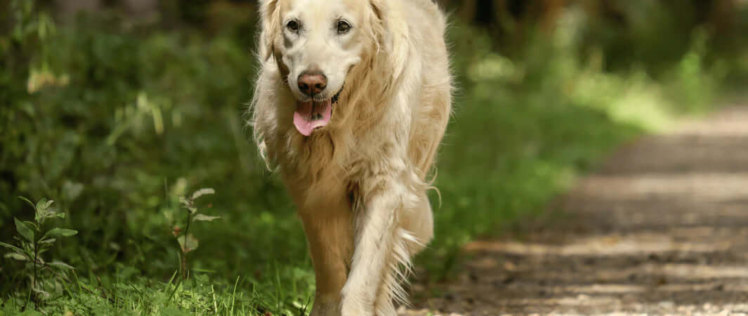 Senior golden retriever walking on grass path in Golden Oldies care
