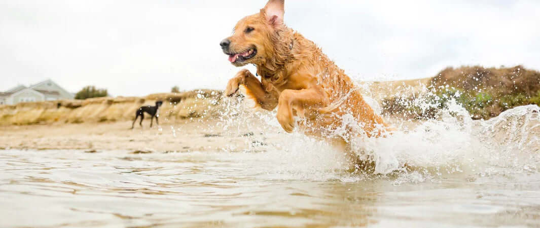 Our Favourite Fishy Treats for Dogs - Golden Dog Playing in the Ocean - The Pets Larder A Natural Pet Shop 
