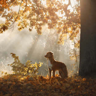 Amazing Autumnal Dog Walks in Cornwall - The Pets Larder Natural Pet Shop 