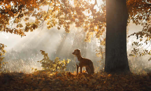 Amazing Autumnal Dog Walks in Cornwall - The Pets Larder Natural Pet Shop 